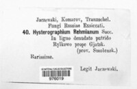 Hysterographium vulvatum image